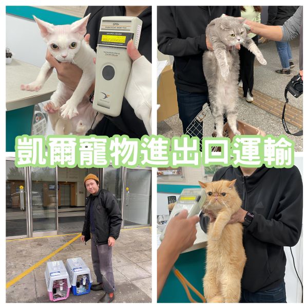2023/12/23 『香港』台灣5隻貓貓一起作伴飛香港啦~~~
